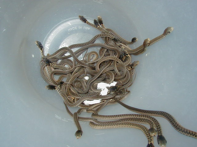 Erythristic eastern Carteret Cty NC offspring