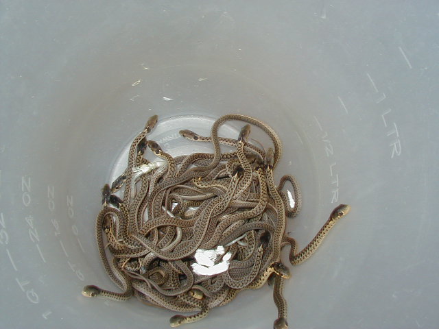 Erythristic eastern Carteret Cty NC offspring