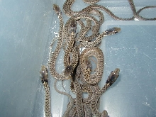 Erythristic eastern Carteret Cty NC offspring