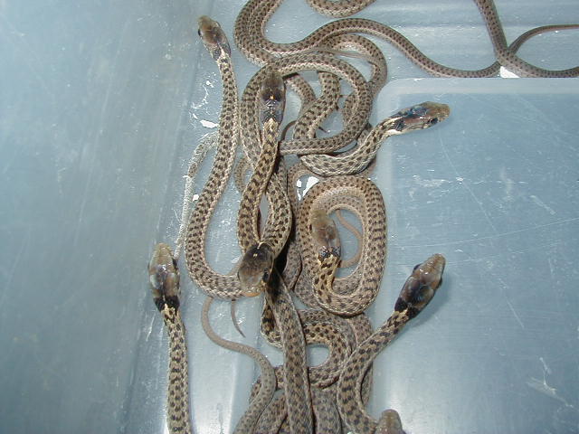 Erythristic eastern Carteret Cty NC offspring