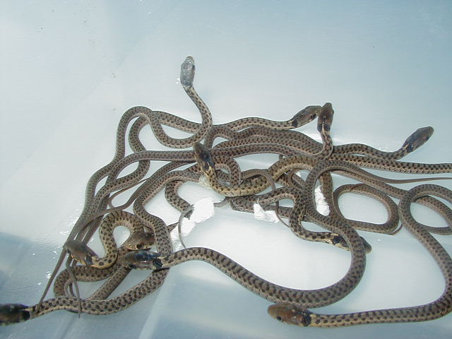 Erythristic eastern Carteret Cty NC offspring
