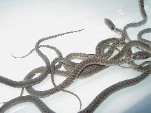 Erythristic eastern Carteret Cty NC offspring