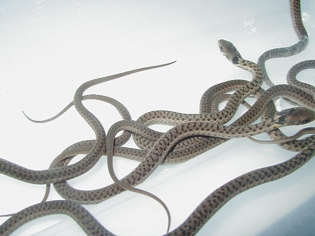 Erythristic eastern Carteret Cty NC offspring