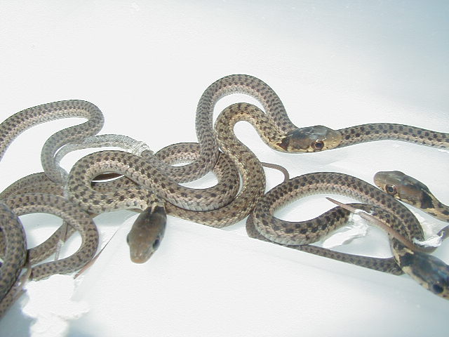 Erythristic eastern Carteret Cty NC offspring