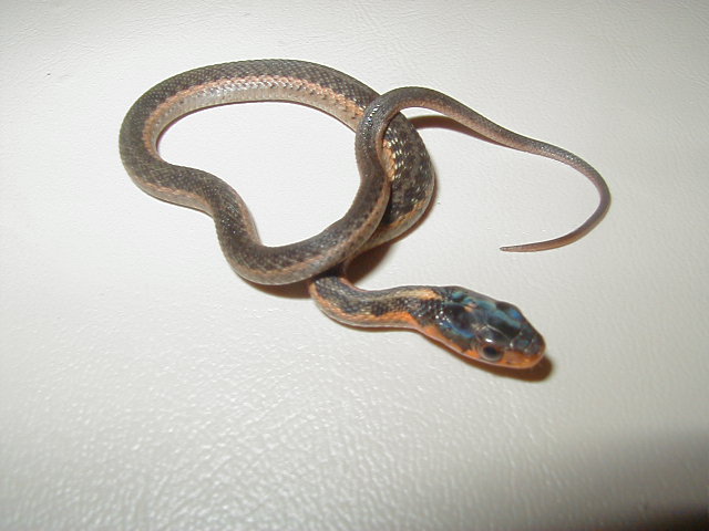 Anerythristic flame eastern het cb 08