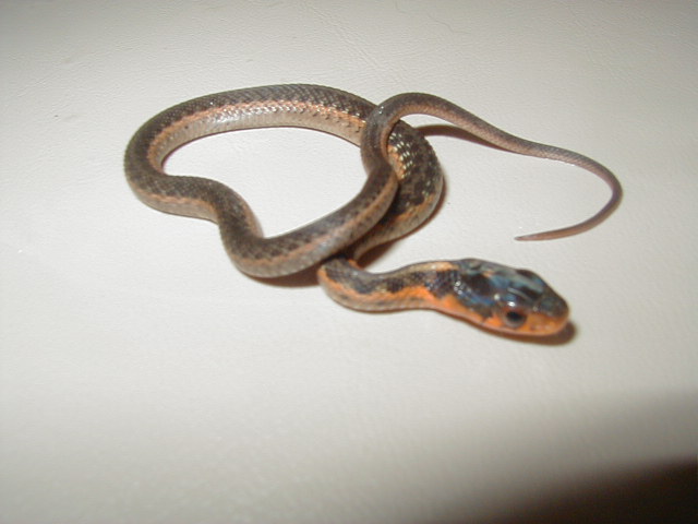 Anerythristic flame eastern het cb 08