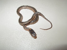 Anerythristic flame eastern het cb 08