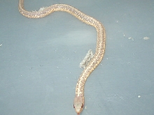 Caramel eastern albino garter