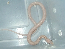 Snow eastern garter