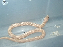 Albino eastern garter
