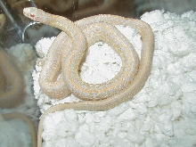 Plains Albino Iowa strain male 04 11 2009