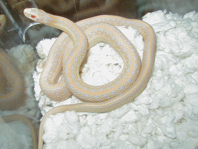 Plains Albino Iowa strain male 04 11 2009