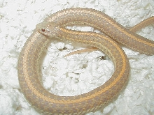 Plains Albino Nebraska CB 09  05 12 2009