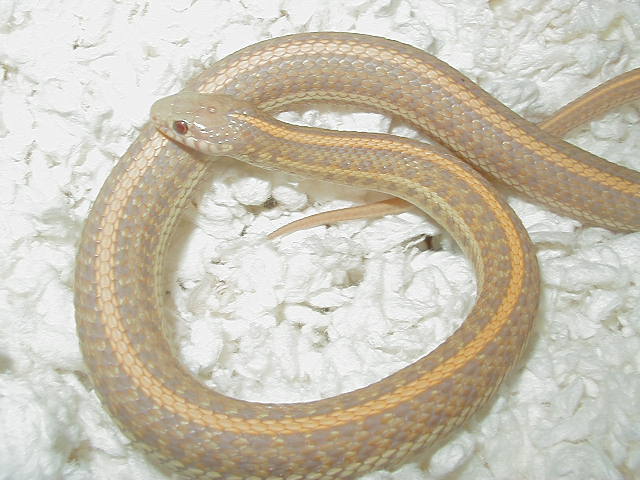 Plains Albino Nebraska CB 09  05 12 2009