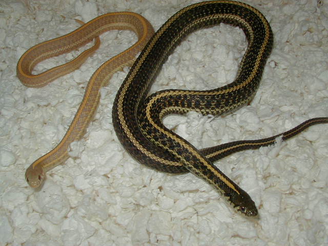Plains Albino Nebraska Group shot ADULT NORM AND NEBRASKA ALBINO FEMALE CB