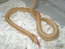 Plains Albino Nebraska Group shot  NEBRASKA ALBINO MALE CB 09  05 12 2009