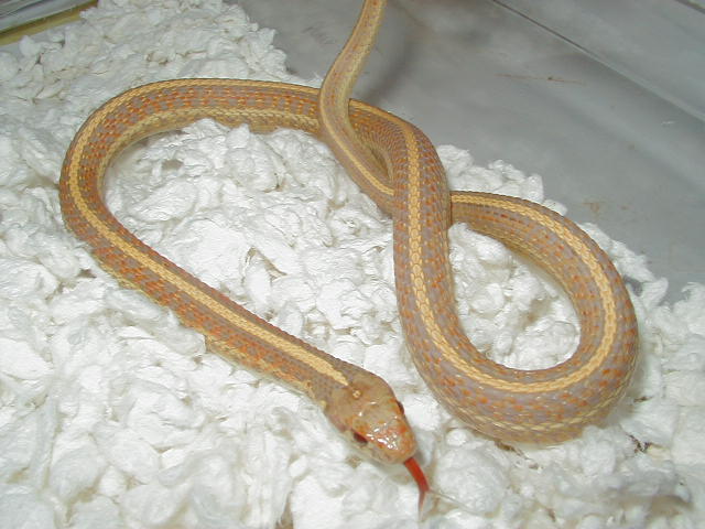 Plains Albino Nebraska Group shot  NEBRASKA ALBINO MALE CB 09  05 12 2009
