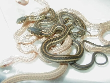 Plains Albino Nebraska Group shot babies 2 CB 09  05 12 2009