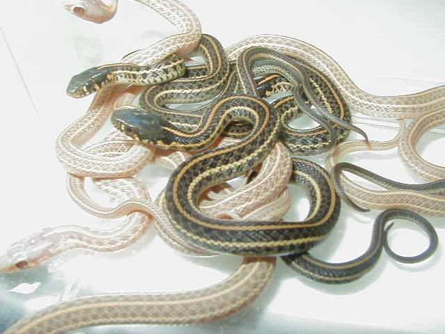 Plains Albino Nebraska Group shot babies 2 CB 09  05 12 2009