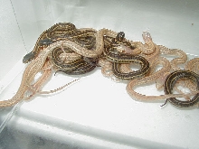 Plains Albino Nebraska Group shot babies CB 09  05 12 2009