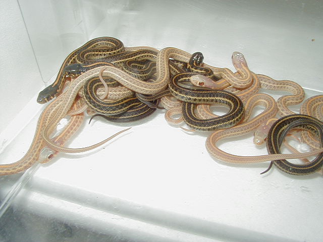 Plains Albino Nebraska Group shot babies CB 09  05 12 2009