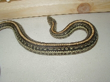 Plains Aztec strain 2 female 10 04 2009