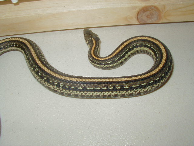 Plains Aztec strain 2 female 10 04 2009