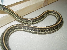 Plains Aztec strain 1 female 10 04 2009