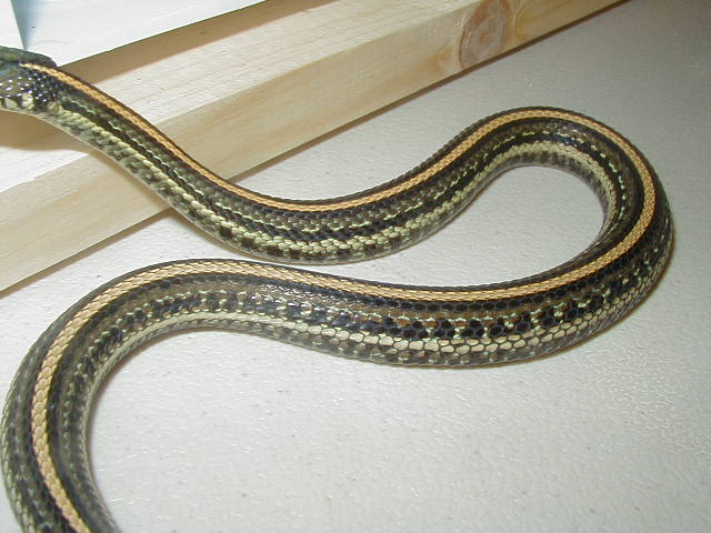 Plains Aztec strain 1 female 10 04 2009