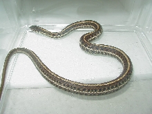 Plains garter-Double het Nebraska x Iowa albino