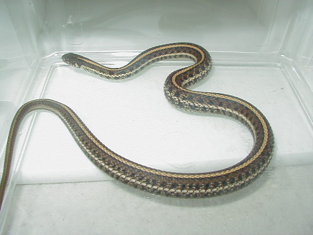 Plains garter-Double het Nebraska x Iowa albino