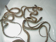 Plains het hypo green phase cb 08