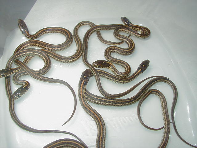 Plains het hypo green phase cb 08