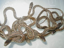 Plains het hypo green phase 2 cb 08