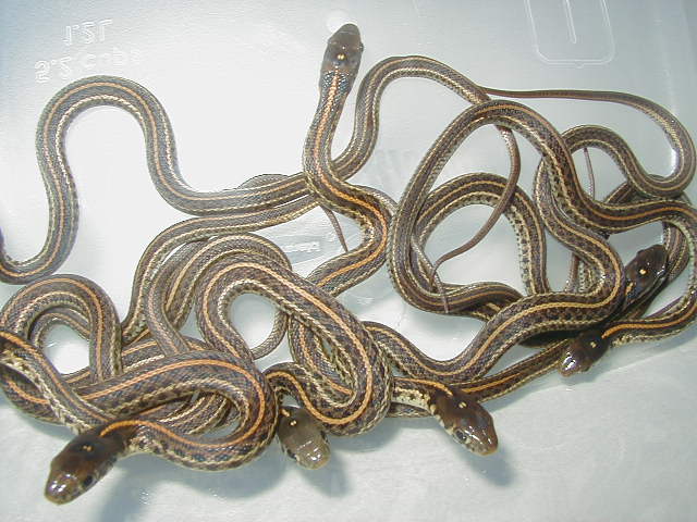 Plains het hypo green phase 2 cb 08