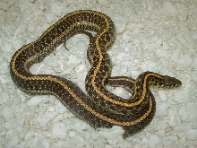 Plains DH High red x Nebraska albino female CB 09 06 07 2010