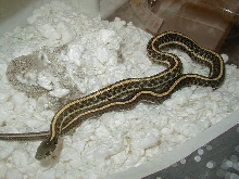 Plains Double het Nebraska/Iowa albino proven male 09 21 2008