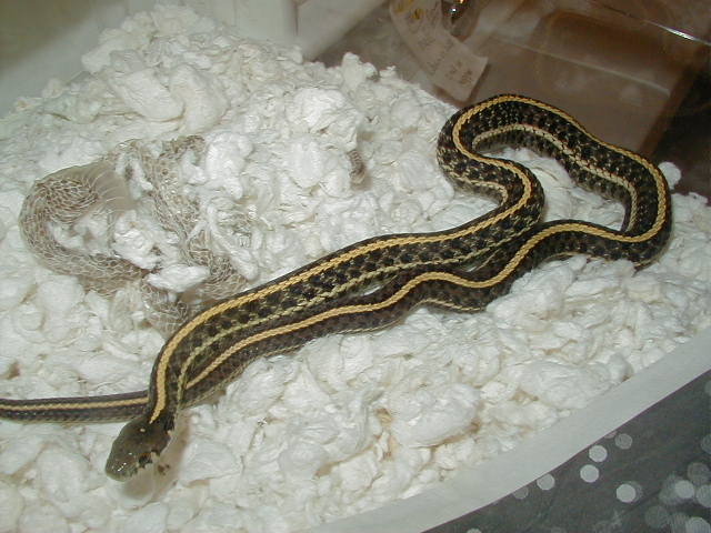 Plains Double het Nebraska/Iowa albino proven male 09 21 2008