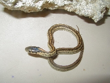 Plains Hybino het CB 2010 05 19 2010