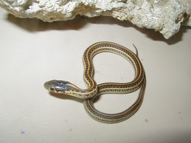 Plains Hybino het CB 2010 05 19 2010