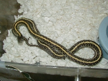 Plains Hybino het male CB 07 06 07 2010