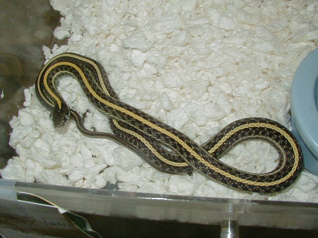 Plains Hybino het male CB 07 06 07 2010