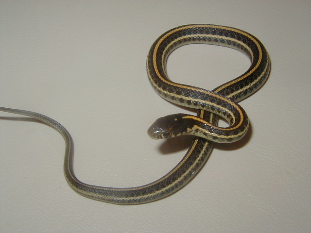 Plains albino Iowa het  CB 2008
