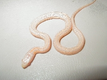 Plains Iowa albino 1 CB 2010 06 07 2010
