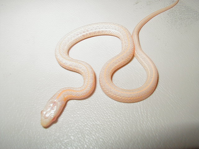 Plains Iowa albino 1 CB 2010 06 07 2010