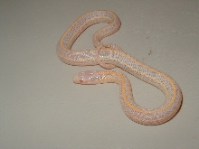 Plains albino Iowa CB 2008