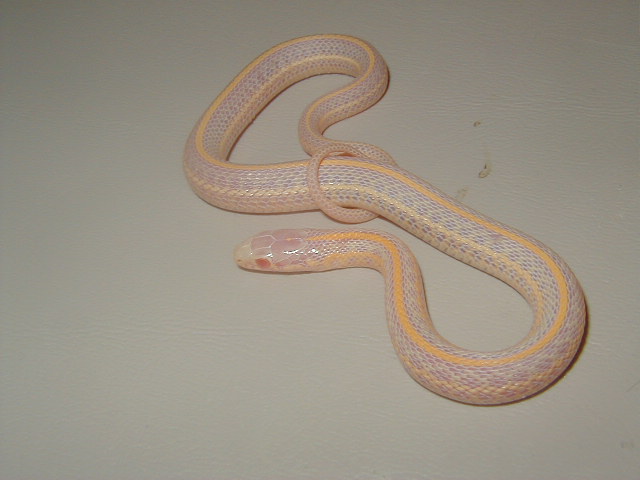 Plains albino Iowa CB 2008