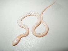 Plains Iowa albino 2 CB 2010 06 07 2010