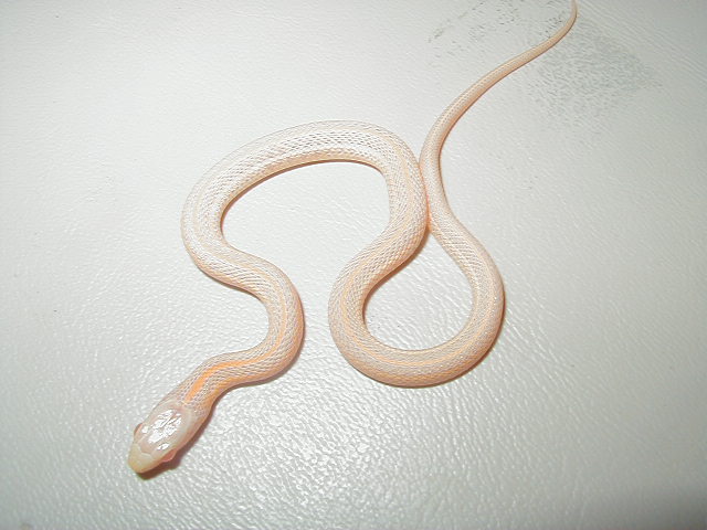 Plains Iowa albino 2 CB 2010 06 07 2010