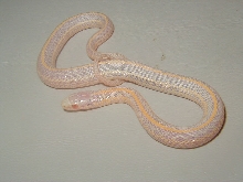 Plains albino Iowa CB 2008